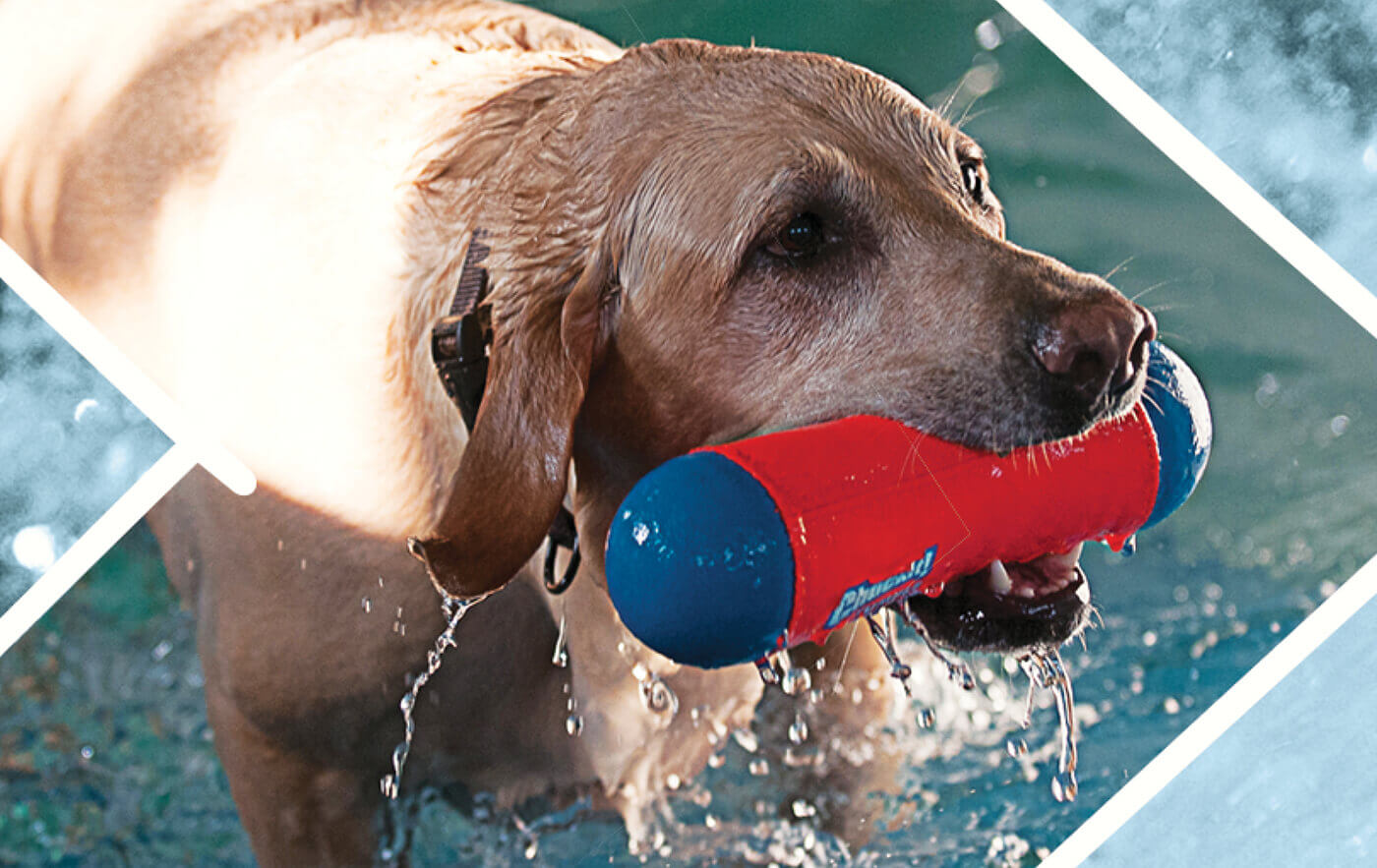 dog swimming aid