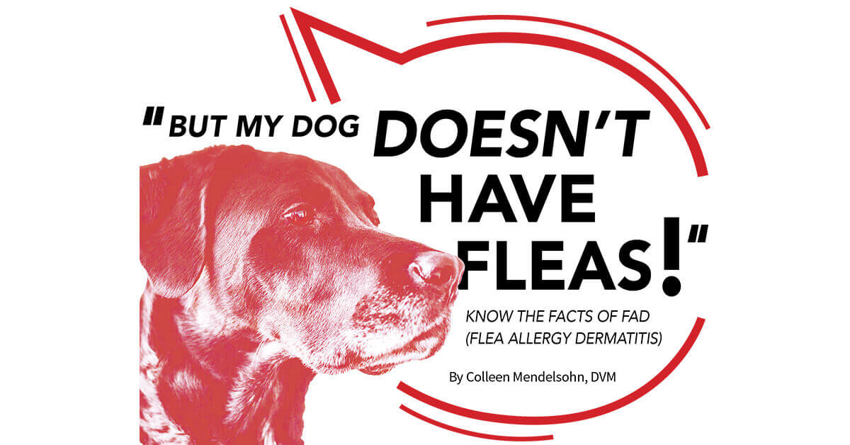 flea allergy dermatitis fad fleas